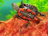 Red Belly Turtle Hatchling, Native to Southern USA Photographic Print by David Northcott