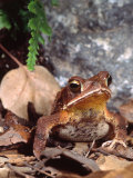 Honduran Striped Toad, Native to Honduras Photographic Print by David Northcott