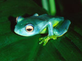 Madagascan Blue Tree Frog, Native to Madagascar Photographie par David Northcott