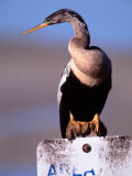 Female Anhinga, Florida, USA Photographic Print by Charles Sleicher