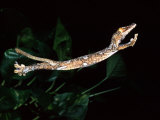 Giant Leaf-tail Gecko, Native to Madagascar Photographic Print by David Northcott