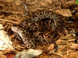 Lance Head Viper, Native to Central and South America Photographic Print by David Northcott