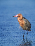 Reddish Egret Fishing, Ding Darling National Wildlife Refuge, Sanibel Island, Florida, USA Photographic Print by Charles Sleicher