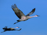 Sandhill Crane in Flight, Bosque del Apache National Wildlife Refuge, New Mexico, USA Photographie par Charles Sleicher