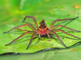 Six Spotted Fishing Spider Feeding on Fly, Pennsylvania, USA Photographic Print by David Northcott