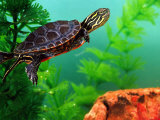 Red Belly Turtle Hatchling, Native to Southern USA Photographic Print by David Northcott
