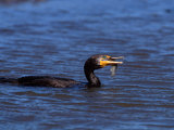 Double-Crested Cormorant with Fish, Ding Darling National Wildlife Refuge, Florida, USA Lámina fotográfica por Charles Sleicher Double-Crested Cormorant with Fish, Ding Darling National Wildlife Refuge, Florida, USA Lámina fotográfica por Charles Sleicher