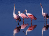 Four Roseate Spoonbills, Ding Darling NWR, Sanibel Island, Florida, USA Photographic Print by Charles Sleicher