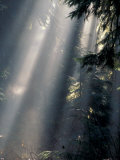 Sun Rays Through Mist, Olympic National Park, Washington, USA Photographie par Art Wolfe