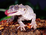New Caledonia Gargoyle Gecko, Native to New Caledonia Photographic Print by David Northcott