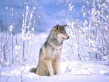 Timber Wolf Sitting in the Snow, Utah, USA Photographic Print by David Northcott