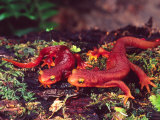 California Newt, Native to California, USA Photographic Print by David Northcott