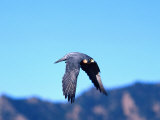 Peregrine Falcon in Flight, Native to USA Photographic Print by David Northcott