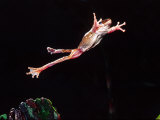 Golden Gliding Frog Jumping, Native to Philippines Photographic Print by David Northcott