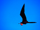 Magnificent Frigatebird in Flight over the East Coast of Mexico Photographie par Charles Sleicher