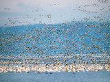 Snow Geese in Flight, Skagit Valley, Skagit Flats, Washington State, USA Photographic Print by Charles Sleicher
