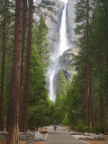 Upper and Lower Yosemite Falls. Yosemite National Park, CA Photographic Print by Jamie & Judy Wild