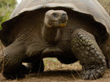 Pete Oxford - Galapagos Giant Tortoise, Highlands, Santa Cruz Island, Galapagos Islands, Ecuador - Fotografik Baskı Pete Oxford - Galapagos Giant Tortoise, Highlands, Santa Cruz Island, Galapagos Islands, Ecuador - Fotografik Baskı
