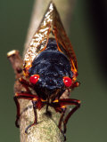 Seventeen Year Cicada, Pennsylvania, USA Photographic Print by David Northcott