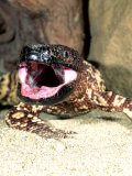 Mexican Beaded Lizard, Native to Pacific Coastal Mexico Photographic Print by David Northcott