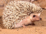 African Hedgehog, Native to Africa Impressão fotográfica por David Northcott