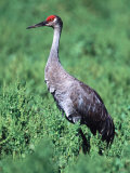 Sandhill Crane, Myakka River State Park, Florida, USA Photographic Print by Charles Sleicher