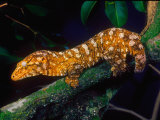 New Caledonia Giant Gecko, Native to New Caledonia Photographic Print by David Northcott