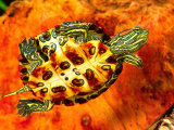 Red Ear Slider Hatchling Photographic Print by David Northcott
