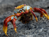 Sally Lightfoot Crab with Egg Sack, Fernandina Island , Galapagos Islands, Ecuador Photographic Print by Pete Oxford