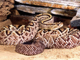 Brazilian Rattlesnake Photographic Print by David Northcott