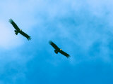 Andean Condors, Native to Western South America Photographie par Charles Sleicher