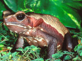 Smooth-sided Toad, Native to South America Photographic Print by David Northcott