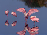 Four Roseate Spoonbills Standing in Shallow Water, Ding Darling NWR, Sanibel Island, Florida, USA Photographic Print by Charles Sleicher