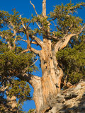 Ancient Bristlecone Pine Forest, Inyo National Forest, California, USA Photographic Print by Jamie & Judy Wild