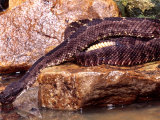 Arizona Black Rattlesnake Drinking Photographic Print by David Northcott