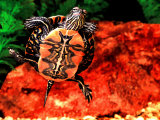 Red Belly Turtle Photographic Print by David Northcott