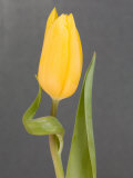 Yellow Tulip Photographic Print by Jamie & Judy Wild
