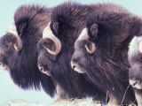Herd of Muskoxen, Nunivak Island, Alaska, USA Photographic Print by Art Wolfe