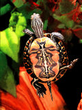 Red Belly Turtle Photographic Print by David Northcott