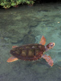 Green Sea Turtle, Bocas del Toro Islands, Panama Photographie par Art Wolfe