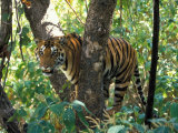 Tiger in Tree, India Photographic Print by Art Wolfe