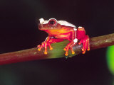 Clown Tree Frog, Native to Surinam, South America Photographic Print by David Northcott
