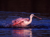Juvenile Roseate Spoonbill Bathing, Ding Darling NWR, Sanibel Island, Florida, USA Photographic Print by Charles Sleicher