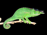 Twin Horn Chameleon, Native to Madagascar Photographic Print by David Northcott