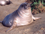 Elephant Seal Weiner Pup, Piedras Blancas, California, USA Photographic Print by David Northcott