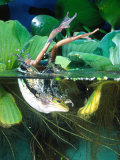 frog diving