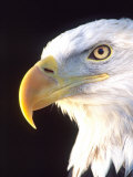 Bald Eagle Portrait, Native to USA and Canada Lámina fotográfica por David Northcott