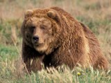 Grizzly or Brown Bear, Kodiak Island, Alaska, USA Photographie par Art Wolfe