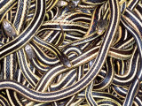 Canadian Garter Snake Photographie par David Northcott