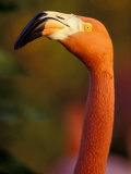 American Flamingo, Florida, USA Photographic Print by Art Wolfe